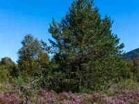 Dicht blühende Besenheide und Kiefer